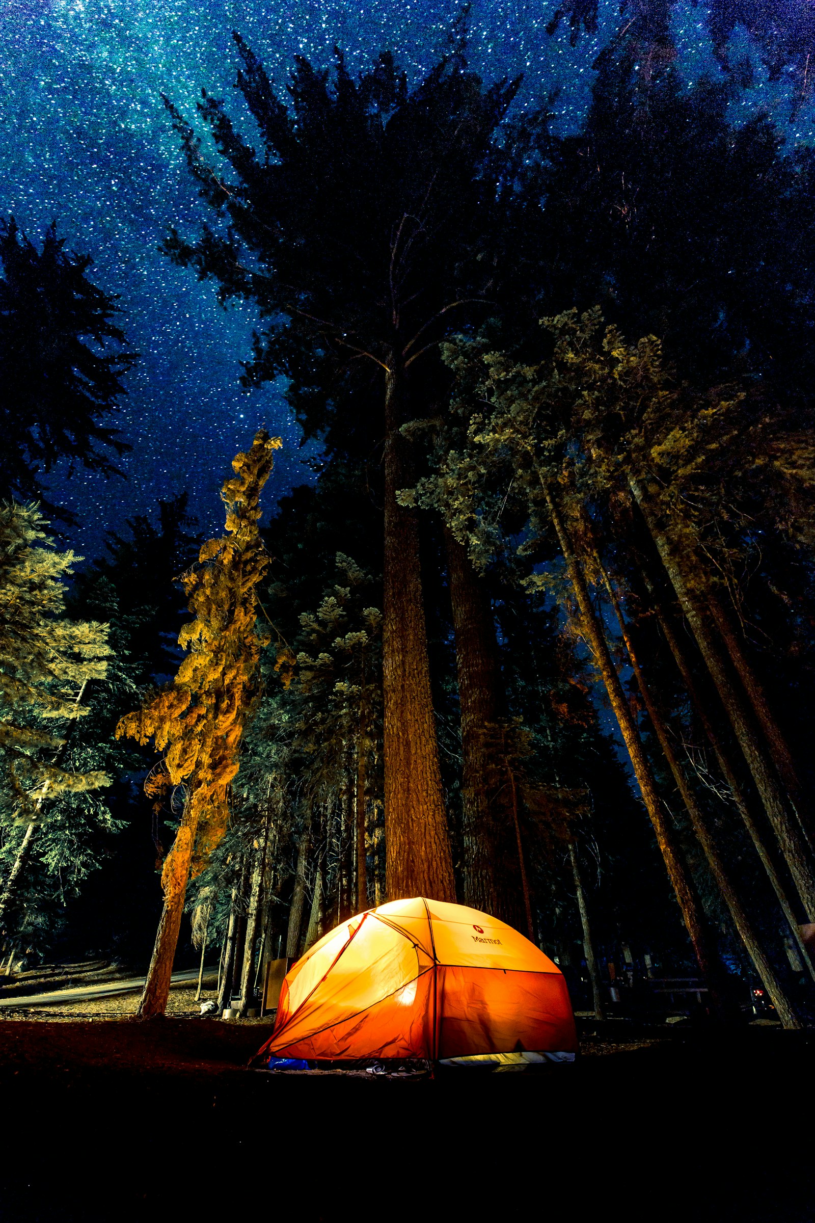 Forest Sangeet & Bonfire